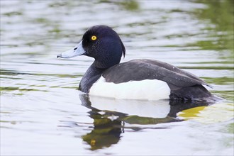 Tufted Duck (Aythya fuligula), drake, swimming in the water, spring, wildlife, Hüde, Ochsenmoor,