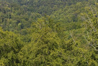 The Hainich is an extensive, forested ridge in the Eichsfeld-Hainich-Werratal nature park Park,