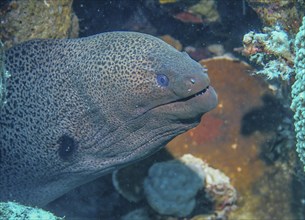 Giant Moray moray (Gymnothorax javanicus), dive site wreck of the Dunraven, Red Sea, Egypt, Africa