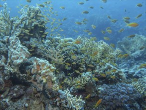 Sea goldies (Pseudanthias squamipinnis), coral reef, dive site Siyul Kebir Reef, Red Sea, Egypt,