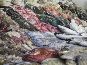 Fish in the fish market of Hurghada, Egypt, Africa