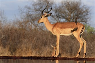 Black heeler antelope (Aepyceros melampus), adult, male, at the water, with red-billed oxpecker