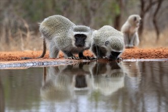 Vervet Monkey (Chlorocebus pygerythrus), adult, two animals, drinking, at the water, Kruger