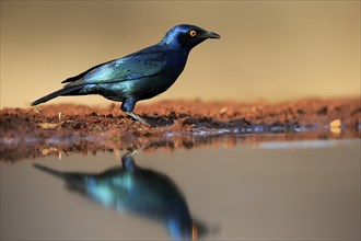 Red-shouldered Glossy Starling (Lamprotornis nitens), adult, at the water, alert, Kruger National