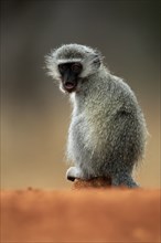 Vervet Monkey (Chlorocebus pygerythrus), adult, at the water, sitting, alert, Kruger National Park,