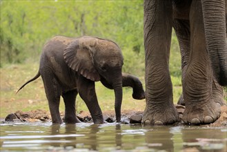 African elephant (Loxodonta africana), young animal, calf, baby elephant, mother, young animal with