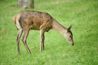 Red deer (Cervus elaphus) hind standing on a meadow next to the forest, Bavaria, Germany, Europe