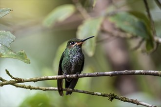 Green-crowned brilliant (Heliodoxa jacula), sitting on a branch, Monteverde Cloud Forest, Monte