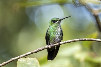 Green-crowned brilliant (Heliodoxa jacula), adult female sitting on a branch, Monteverde Cloud