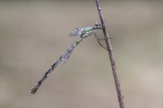 Lestes virens (Lestes virens), Emsland, Lower Saxony, Germany, Europe