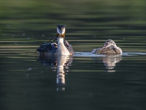 Great crested grebe (Podiceps scalloped ribbonfish) with three young birds swimming on a pond,