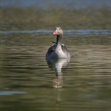 Greylag goose (Anser anser) swimming on a pond, Thuringia, Germany, Europe