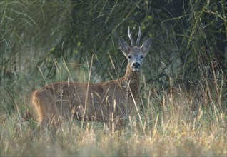 Roe deer (Capreolus capreolus), roebuck with beginning hair change standing in a meadow and looking