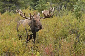 Bull moose (Alces alces) standing in the boreal forest amidst the autumn coloured bushes, Denali