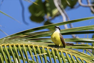 Great kiskadee (Pitangus sulphuratus) on palm leaf, Costa Rica, Central America