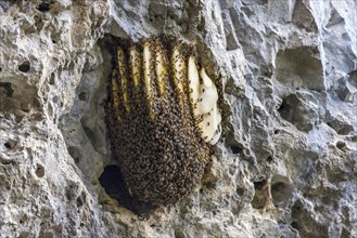 Bee colony, bee nest on a rock face, Blaubeuren, Baden-Württemberg, Germany, Europe