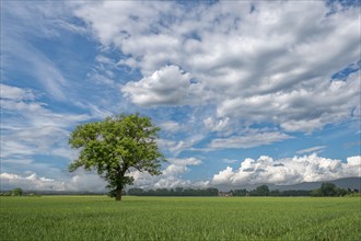 Standing alone tree in the field between Rinteln and Eisbergen Porta Westfalica Germany