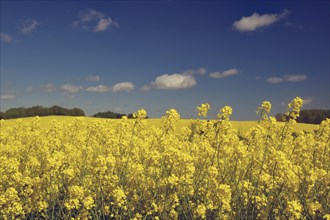 A rape field in bloom under a blue sky with white clouds in spring, Funen, Denmark, Europe