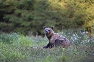 European brown bear or Eurasian brown bear (Ursus arctos arctos), brown bear in a forest clearing