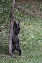 European brown bear or Eurasian brown bear (Ursus arctos arctos), female brown bear standing