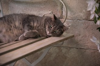 Cat lying on a wooden bench in front of a perfumery, Grasse, Département Alpes-Maritimes, France,