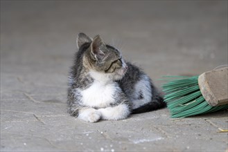 Domestic cat, 8-week-old kitten, Vulkaneifel, Rhineland-Palatinate, Germany, Europe