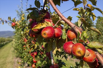 Close-up of apples in an apple field in the Palatinate. The apple trees are Weirouge or the Red