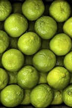 Lime (Citrus x latifolia) Lime citrus fruit without packaging loose piece in display of fruit trade