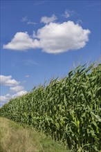 Symbolic image, renewable energies, maize plants, field, biogas plant, feed maize, immature,