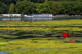 Green carpet of plants on Lake Baldeney in Essen, proliferating aquatic plant Elodea, waterweed, an