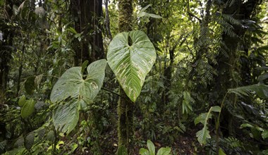 Large leaves in the dense rainforest, Monteverde cloud forest, Monte Verde, Puntarenas province,