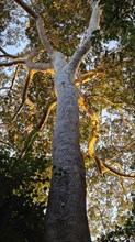 Giant tree in the rainforest in the evening light, Puerto Maldonado, Peru, South America