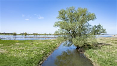 Willow (Salix) by the water, Elbe floodplains, floodplain landscape, UNESCO Biosphere Reserve River