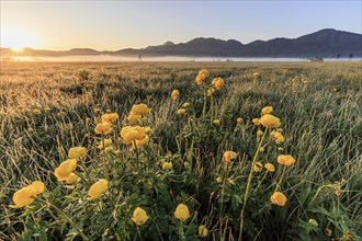 Globeflowers (Trollius europaeus) at sunrise in a meadow in front of mountains, atmospheric,