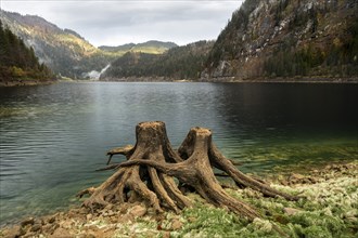 The Vordere Gosausee in autumn with a view of the Gasthof Gosausee. Two uprooted tree stumps in the