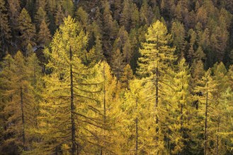 Yellow larches on the slopes of the Dachstein mountains. Autumn. Salzkammergut, Upper Austria,