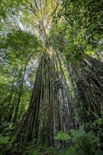 Giant strangler fig (Ficus americana), in the rainforest, Corcovado National Park, Osa, Puntarena