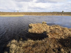 Marsh landscape with Hairy Birch (Betula pubescens) and Pine trees (Pinus sylvestris), May, Finnish