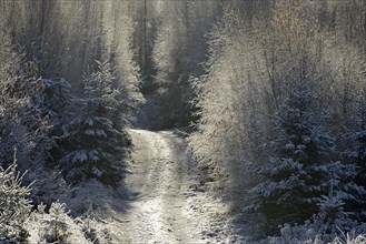 Winter landscape, forest path leads into the mixed forest covered with hoarfrost, Arnsberg Forest