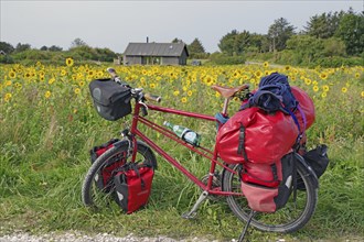 A loaded bicycle stands in front of a field of sunflowers with a hut in the background, Cycling