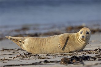 Harbor seal (Phoca vitulina), Helgoland Island, Schleswig-Holstein, Federal Republic of Germany