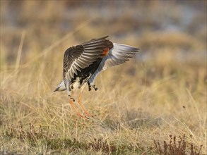 Ruff (Calidris pugnax) male in breeding plumage displaying at lek, jumping up in the air, Pokka,