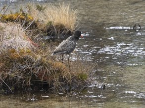 Spotted Redshank (Tringa erythropus) adult bird in breeding plumage, standing at side of lake