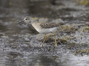 Wood Sandpiper (Tringa glareola), adult, foraging in a stream, May, Finnmark, Norway, Europe