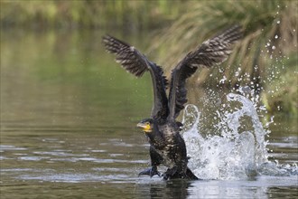 A cormorant spreads its wings as it rises dynamically from the water, Hesse, Germany, Europe