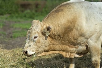 Animal portrait, hornless bull of the Charolais breed, Lászlómajor Meierhof, Sarród, Fertö-Hanság