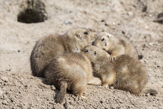 Prairie dogs (Cynomys ludovicianus), Emmen Zoo, Netherlands