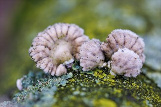 Tree fungus and lichen on beech trunk, Germany, Europe