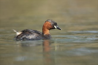 Little grebe (Tachybaptus ruficollis) adult bird on a lake, England, United Kingdom, Europe