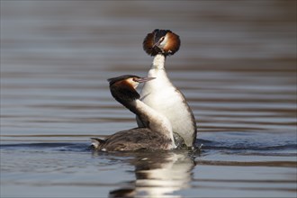 Great crested grebe (Podiceps cristatus) two adult birds performing a weed dance as part of their